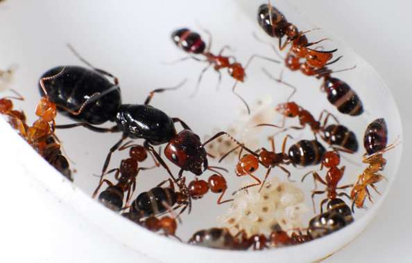 How different ant species coexist in the same territory