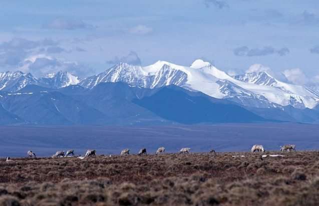 How drilling for oil in the Arctic National Wildlife Refuge could impact wildlife