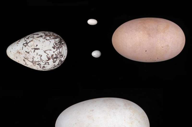 How eggs got their shapes