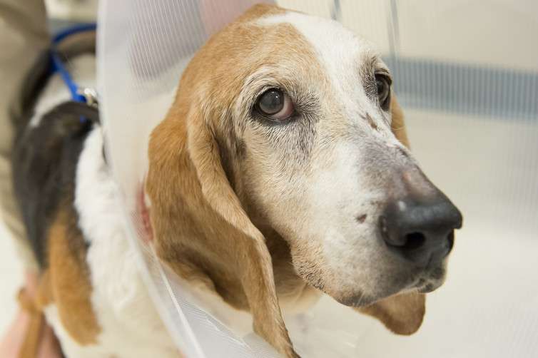 How man's best friend is helping cancer treatment