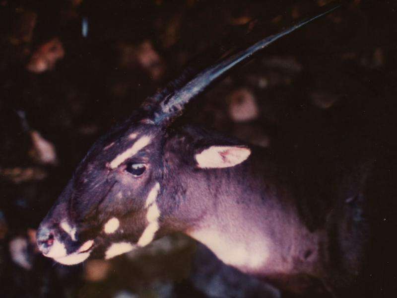 How the search for mythical monsters can help conservation in the real world