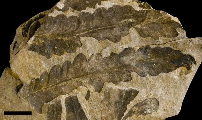 Hundreds of fossil tree specimens belong to a single species