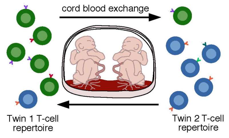 Immune system cell clones created before birth may last for decades