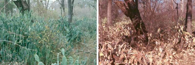 Invasive alien plant control assessed for the Kruger National Park in South Africa