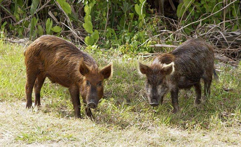 Invasive wild pigs leave a growing swath of destruction across U.S.