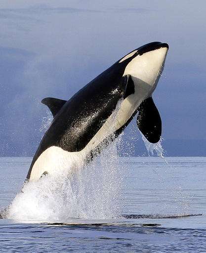 Killer whales could have quiet space off Washington coast