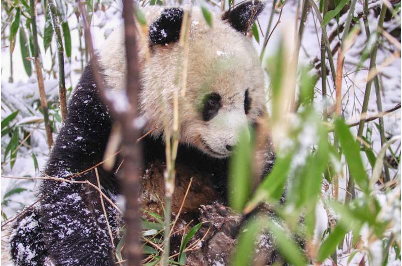 Livestock grazing harming giant panda habitat