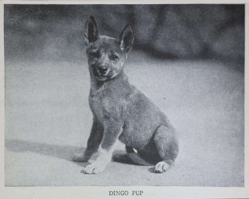 Living blanket, water diviner, wild pet: a cultural history of the dingo