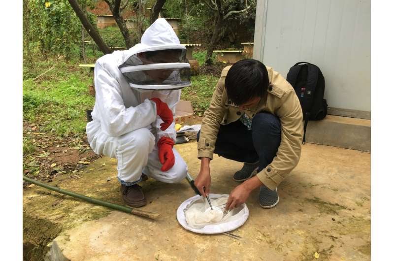 Luring hornets: Scientists unlock sex pheromone of notorious honey bee predator