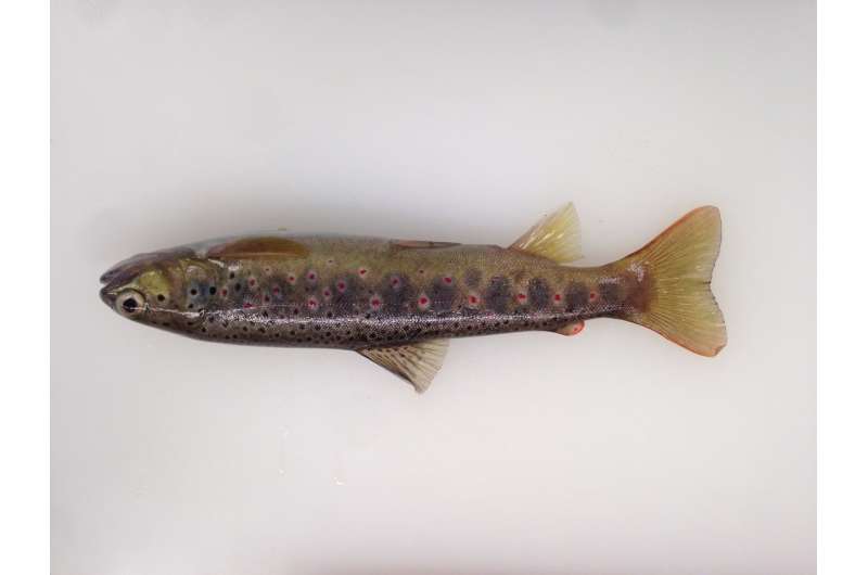 Male trout are now real males again