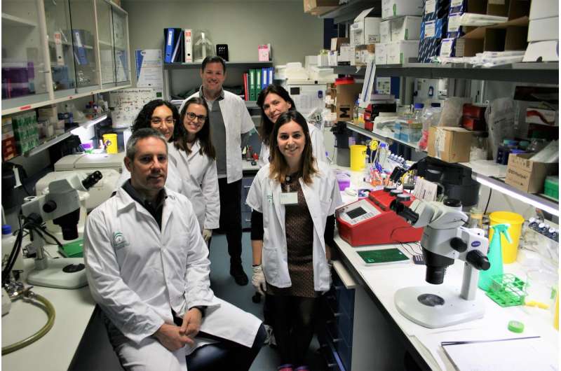 Members of the University of Seville discover neural stem cells can become blood vessels