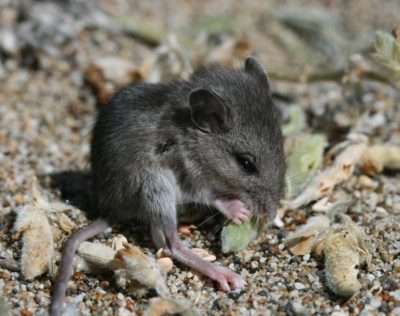Mice threaten a rare native plant by eating its seeds, but their spoilation is human-enabled