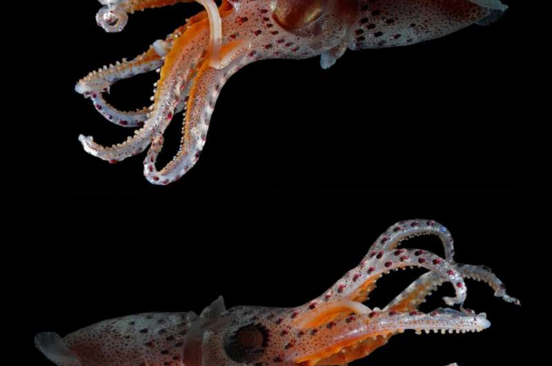 Mismatched eyes help squid survive ocean's twilight zone