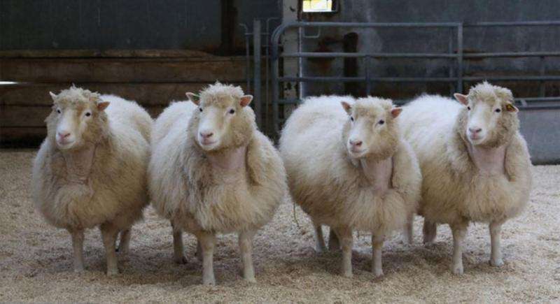 More lessons from Dolly the sheep—is a clone really born at age zero?