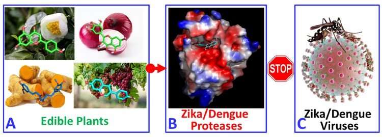 Natural compounds fight against Zika and Dengue viruses