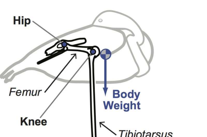 Neuromechanics of flamingos’ amazing feats of balance