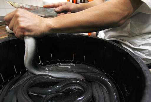 New hope for endangered eels, Japanese summer delicacy
