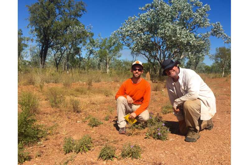 Newly established, a national park in Australia unveils a new plant species