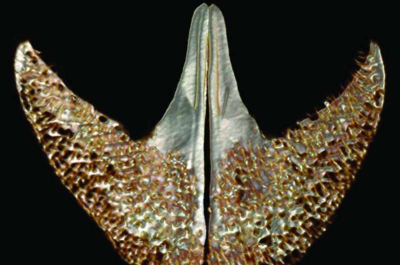 New many-toothed clingfish discovered with help of digital scans