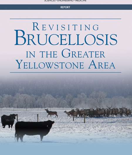 New report calls on federal and state collaboration to address brucellosis transmission from elk