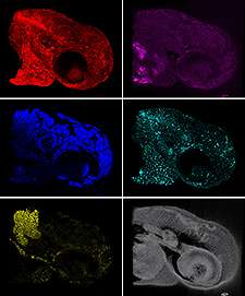 New technology enables 5-dimensional imaging in live animals and humans