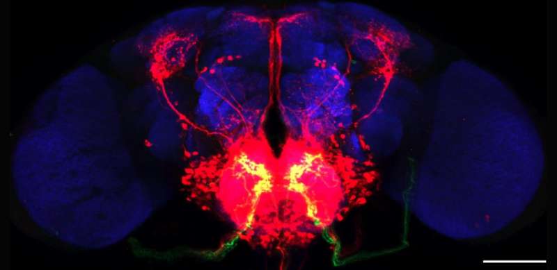 Novel technology provides powerful new means for studying neural circuits