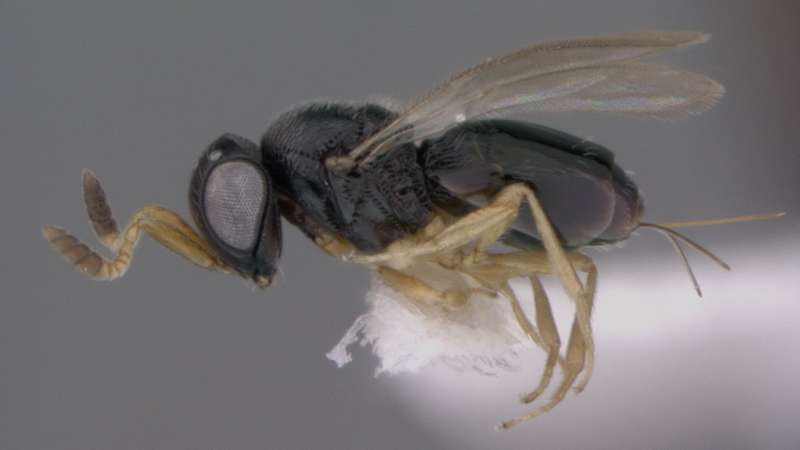 Of Star Trek, Mark Twain and helmets: 15 new species of wasps with curious names