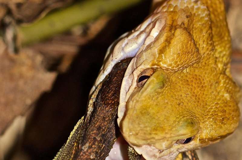 Okinawan pit viper genome reveals evolution of snake venom