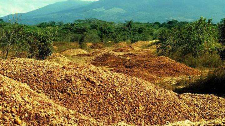 Orange is the new green: How orange peels revived a Costa Rican forest