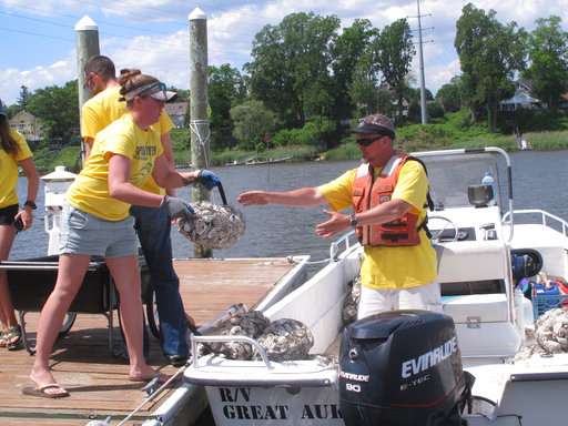 'Oyster wranglers' scout rivers for signs of shellfish life