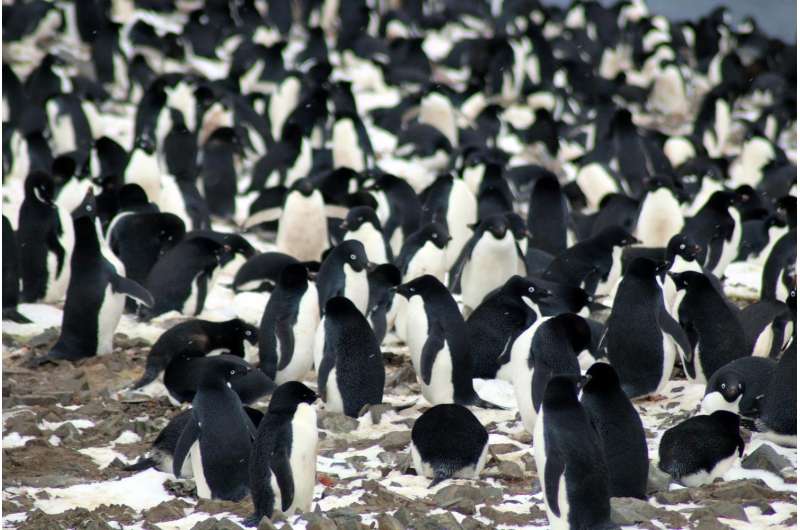 Penguin forensics