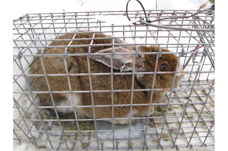 Pennsylvania snowshoe hares differ from those in Yukon