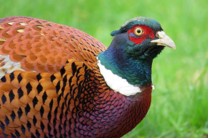 Pheasant roadkill peaks in autumn and late winter