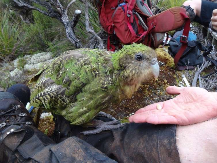 Plant hormone boost for New Zealand’s critically endangered night parrot