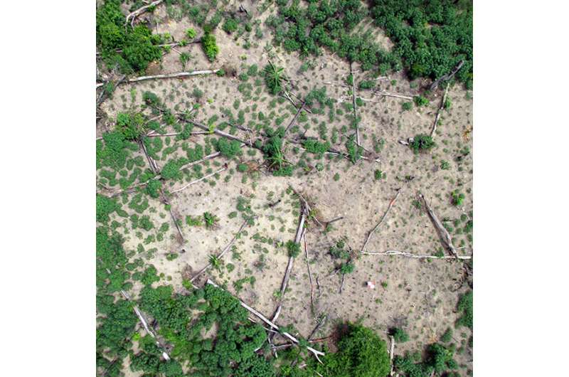 Professor uses drones to track human impact on rainforest
