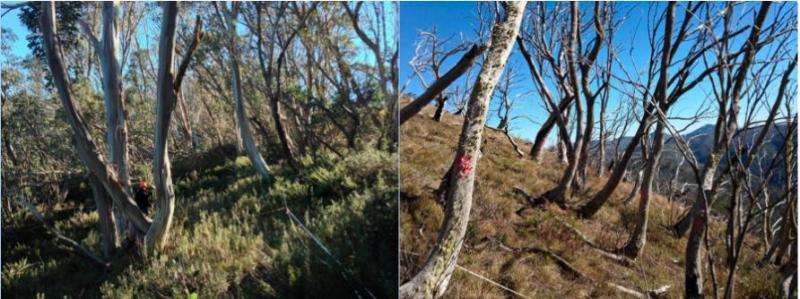 Recurring fires are threatening the iconic snow gum