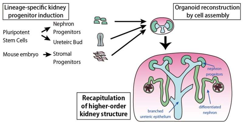 Reproducing higher-order embryonic kidney structures using pluripotent ...