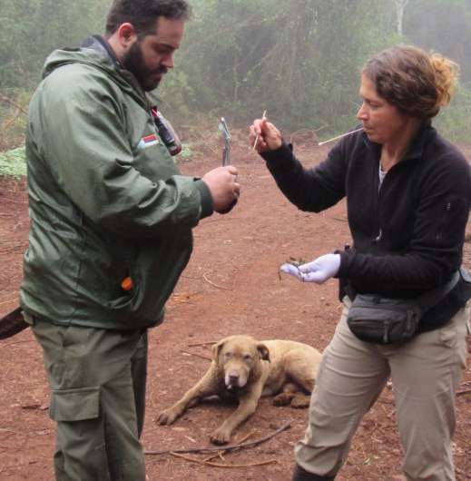 Research dog helps scientists save endangered carnivores