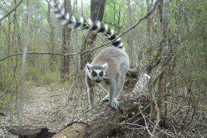 Researcher decodes the secret language of ring-tailed lemurs