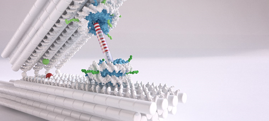 Researchers use DNA-based nano-tweezers to measure the forces between nucleosomes