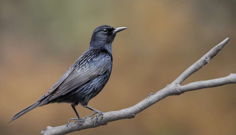 Research into impact of food deprivation on starlings shines new light on depression