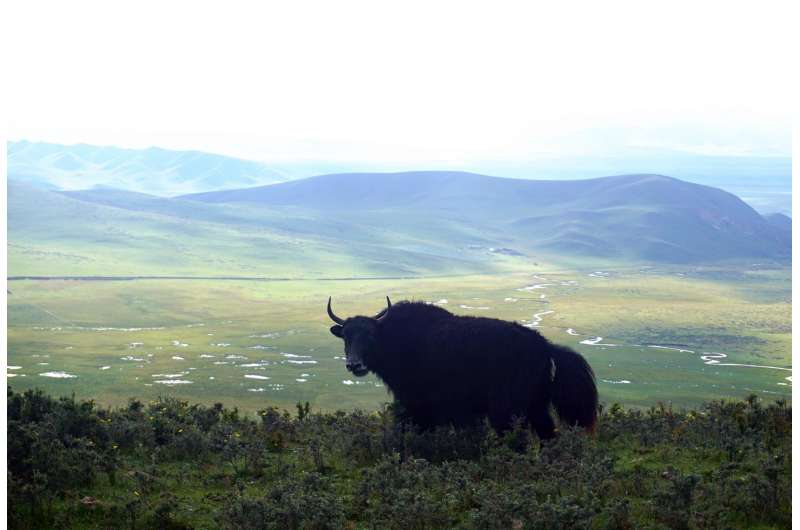 Rising temperatures threaten stability of Tibetan alpine grasslands