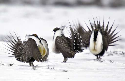 Sage grouse conservation changes draw mix of praise, alarm