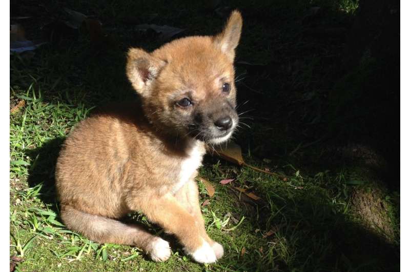Sandy the dingo wins world's most interesting genome competition
