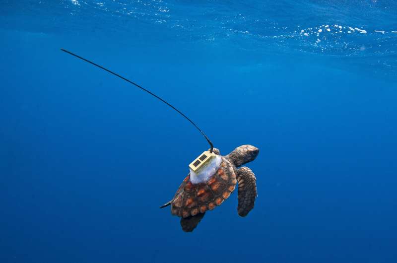 Satellite tracking provides clues about South Atlantic sea turtles' 'lost years'