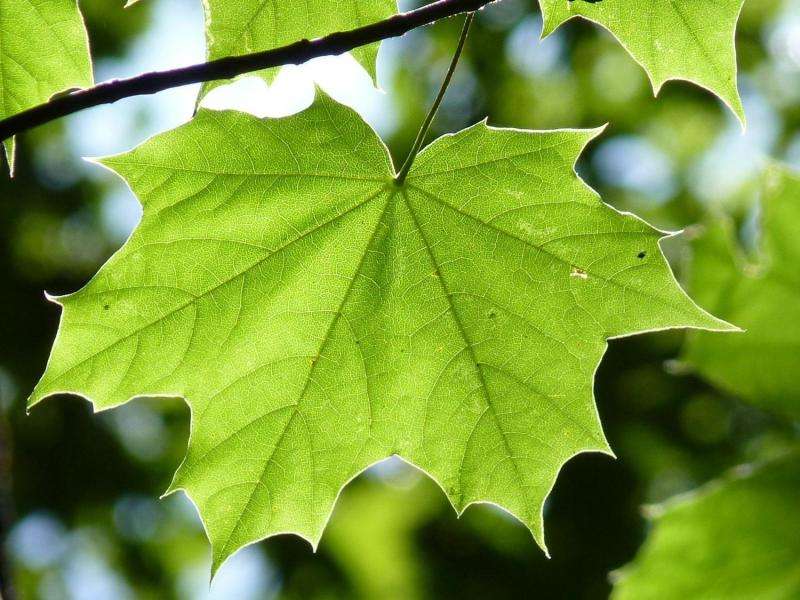 Scientists explore using photosynthesis to help damaged hearts