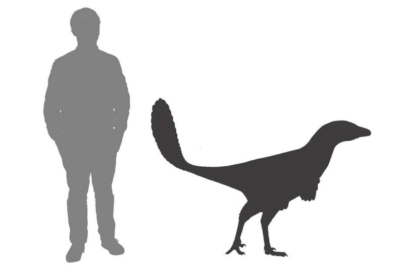 Scientists name new species of dinosaur after Canadian icon