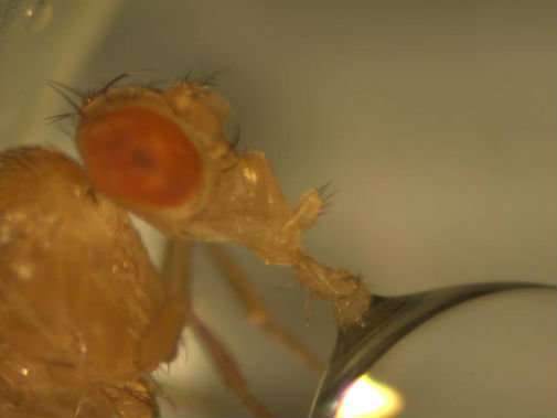 Scientists observe tremors associated with Parkinson’s disease in fruit flies