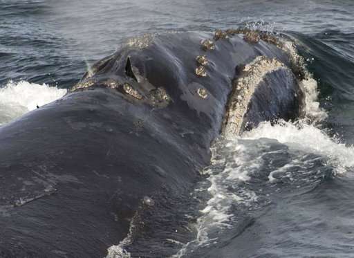 Scientists on research vessel spot rare whale in Bering Sea