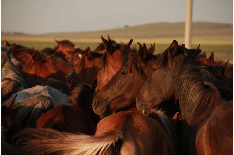 Scythian horse breeding unveiled: Lessons for animal domestication